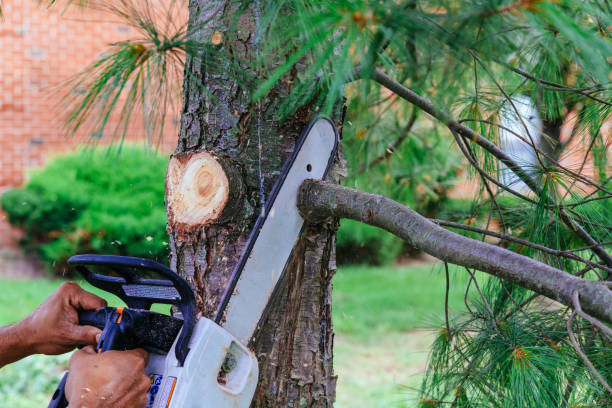 Best Palm Tree Trimming  in Madison, FL